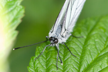 Close-up black-veined white butterfly is sleeping on green leaf and green background