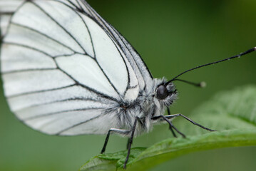 Close-up black-veined white butterfly is sleeping on green leaf and green background