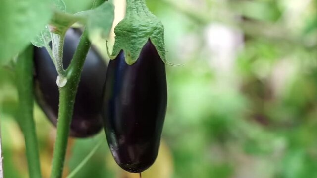 Growing Purple eggplant in soil rows on a farm plantation. Organic ripe aubergine on the branches in the garden. Agriculture eco ,farming. brinjal Harvest. Large eggplant vine in a soil row.