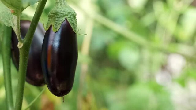 Close up Purple eggplant fruits ripening on bushes in a greenhouse. Ripe aubergine hanging on the plant in the garden. brinjal on the branches growing on a farm. Industrial vegetables cultivation.