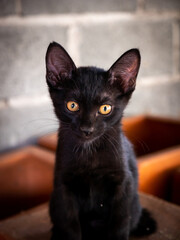Black Kitten with a Ragged Face