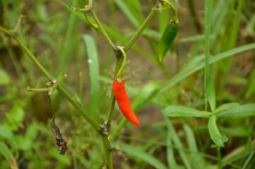 the red ripe chilly with leaves and plant in the garden.