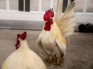 Bloody Chicken Stood Calm