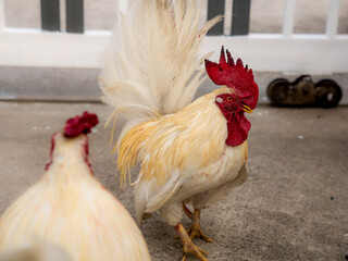 Bloody Chicken Stepping Calm