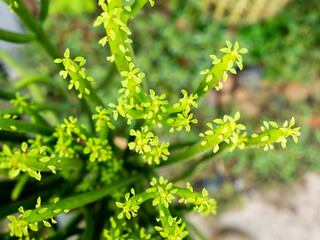 Beginning of The Leaf of The Leafless Medicinal Tree Growing
