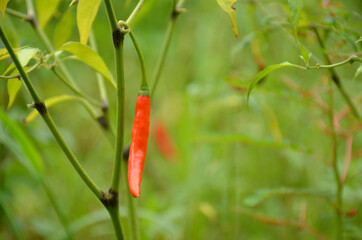 the red ripe chilly with leaves and plant in the garden.