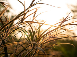 Benjoin Leaves Growing