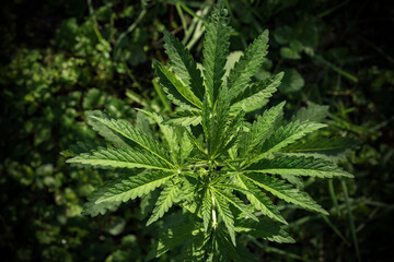 A plant of marijuana on a blurred natural background. Selective focus.