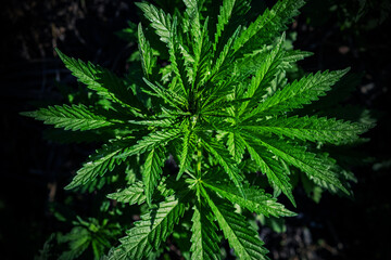 Naklejka na ściany i meble Top view of a cannabis plant on a blurred natural background. Selective focus.