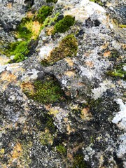 Texture of a stone in winter with green and grey tones