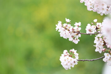 Fototapeta premium ぼかした草原をバックに満開の桜