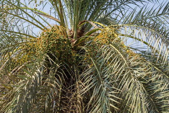 Date palm tree full of unripe green yellow dates. phenix dactylifera.