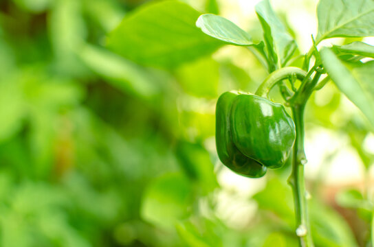 world vegetarian and vegan food day