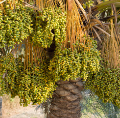 Fototapeta na wymiar Date palm tree full of unripe green yellow dates.