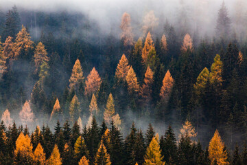 autumn nature background forest in fog