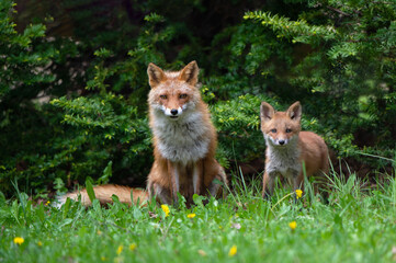 キタキツネの親子