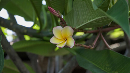yellow frangipani flower