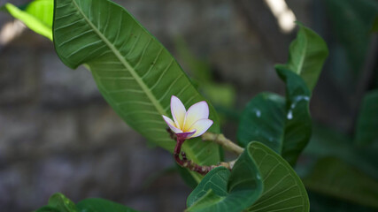 Obraz na płótnie Canvas magnolia flower in the garden