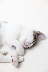 Fototapeta na wymiar 眠る子猫