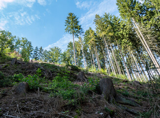 Waldsterben in Deutschland Schädlingsbefall Naturschutz