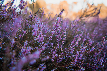 Beautiful purple blooming heath flowers in the heather landscape in germany. Natural evening light exploring  the nature. Lüneburger Heide
