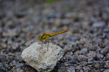 Makro, Hintergrund,Libellen 