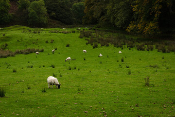 A flock of sheep in Argyll countryside, Scotland, United Kingdom
