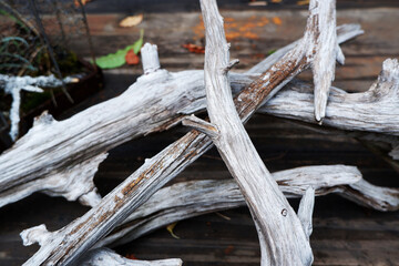 Driftwood with fallen leaves, autumn background, 流木と落ち葉