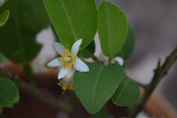 a beautiful white flower bloom