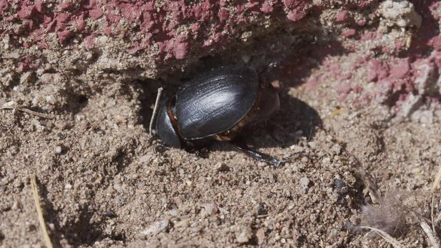 LArge beetle on the ground