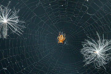 Spider on my back porch