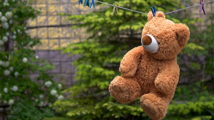 A teddy bear is dried on a rope. Bear is hanging outdoors. Clothespin on the ear.