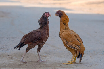 Cockfighting is a felony in 40 states and the District of Columbia. The possession of birds for fighting is prohibited in 39 states and the District of Columbia