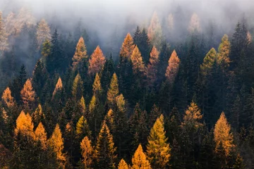 Foto auf Alu-Dibond Herbst Natur Hintergrund Wald im Nebel © Melinda Nagy