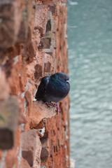 A pigeon sits on an old brick vertical wall. Below on a blurred background is the river