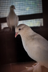 white pigeon