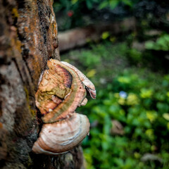 
Fungus on a tree