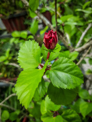 Fototapeta premium Hibicusrose bud