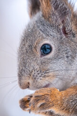 Portrait of a squirrel in winter on white snow background