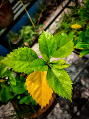 autumn leaves on a tree