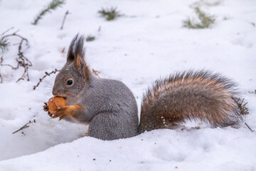 The squirrel sits on white snow with nut in winter.