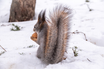 A rear view of a squirrel in grey winter coat against the snow background. The magnificent tail of a squirrel. © Dmitrii Potashkin