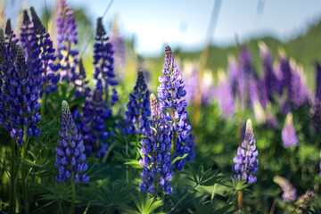 Lupinus field with pink purple and blue flowers. A field of lupines. Violet and pink lupin in...