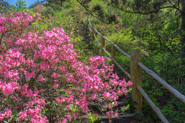 Wuhan cloud and mist mountain scenery in spring