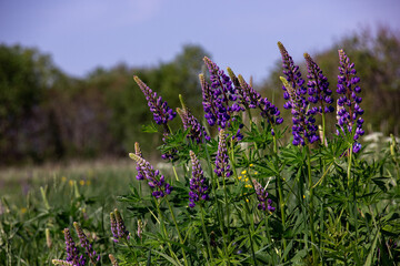 Lupinus field with pink purple and blue flowers. A field of lupines. Violet and pink lupin in meadow. Purple and pink lupin bunch
