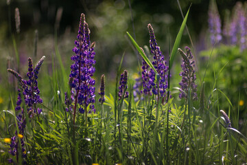 Lupinus field with pink purple and blue flowers. A field of lupines. Violet and pink lupin in meadow. Purple and pink lupin bunch