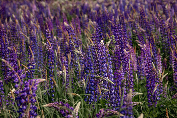 Obraz premium Lupine, blooming, lupine field with pink purple and blue flowers. Lupine landscape summer floral background