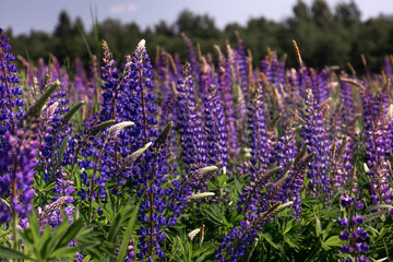 Lupine, blooming, lupine field with pink purple and blue flowers. Lupine landscape summer floral background