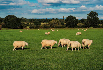 Obraz na płótnie Canvas Sheep and lamb in the field