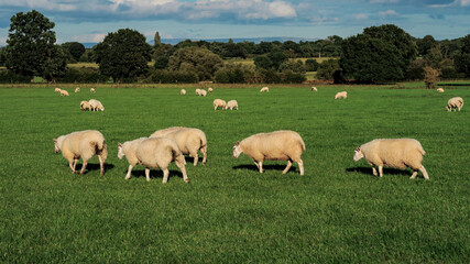 Naklejka na ściany i meble Sheep and lamb in the field